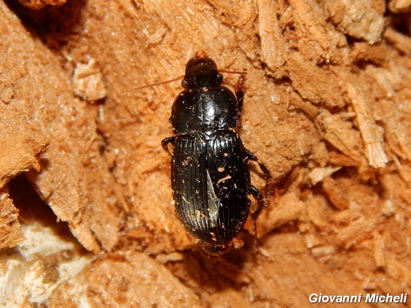 3 da ID: Harpalus sp., Carabidae